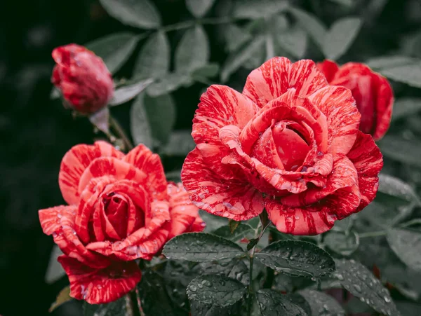 Tiger Rosebuds Summer Rain — Fotografia de Stock