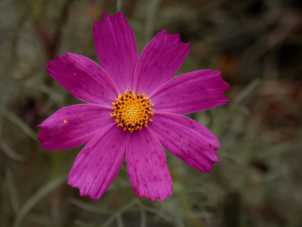 Purple Wildflower Pastel Colors — Stock Photo, Image