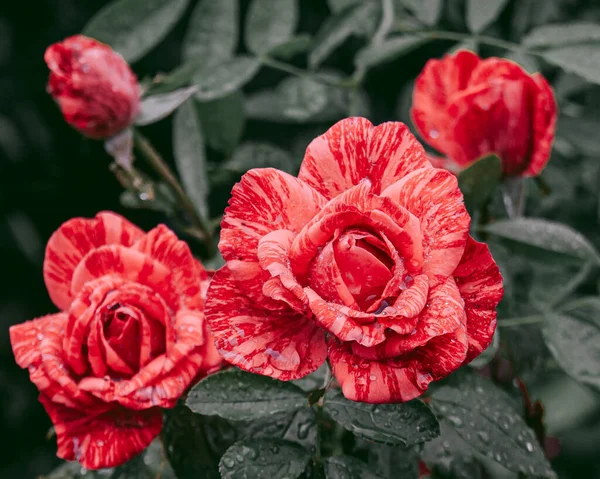 Freshness Summer Rain — Fotografia de Stock