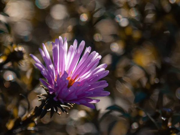 Warm Autumn Sun Penetrates Flower Petals — Stock Photo, Image