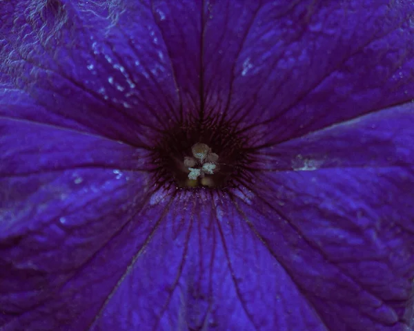 Velvet Petals Dark Blue Petunia — Stockfoto