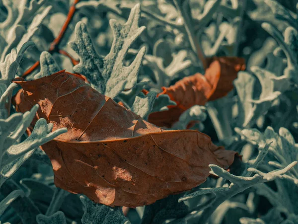 Fallen Leaves Ornamental Grasses — Fotografie, imagine de stoc