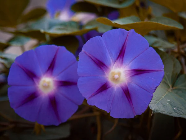 Two Blue Stars Foliage — Stock fotografie