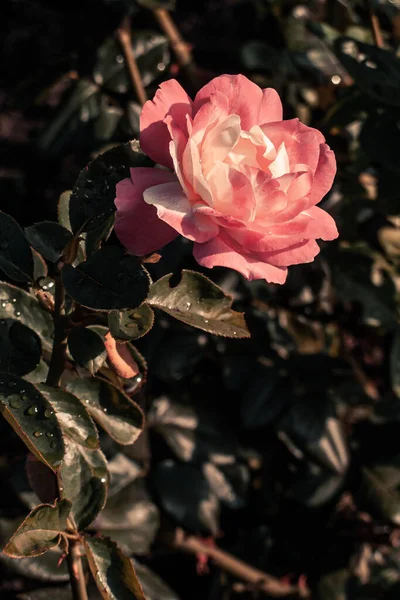 Rose Ensoleillée Dans Tourbillon Feuillage Sombre — Photo