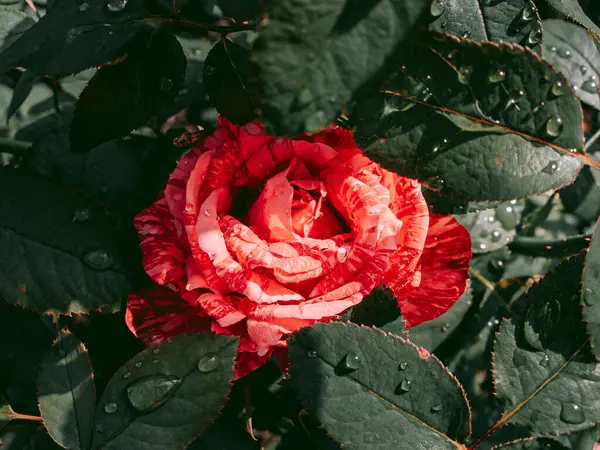 Bright Bud Surrounded Leaves — Fotografia de Stock