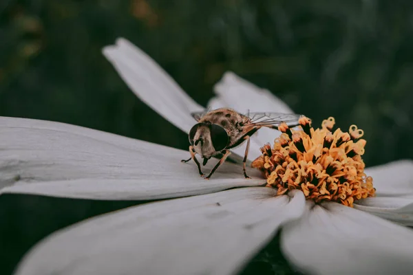 Little Bee Walks Chamomile Petals — стоковое фото