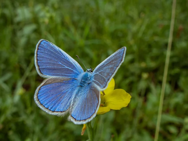 Блакитна Метелик Дикій Квітці — стокове фото