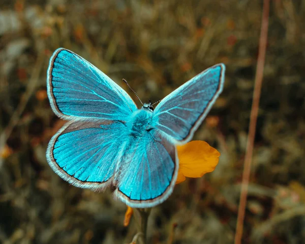 Лазурні Крила Маленького Польового Метелика — стокове фото