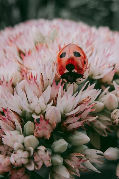 Ladybug White Pink Inflorescence — ストック写真