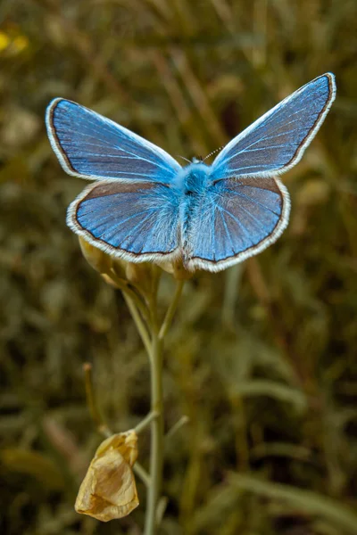 Сапфіровий Метелик Дикій Квітці — стокове фото