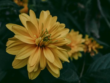 Sarı perspektif - uzaklığa doğru uzanan sarı çiçek çizgisi 