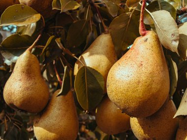 Olgun armutlar yaprakların arasında 