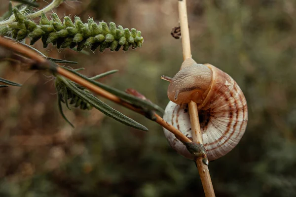 Snail Dry Blade Grass — Fotografia de Stock