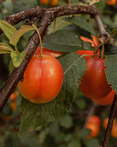 Abricots Orange Mûrs Sur Une Branche — Photo