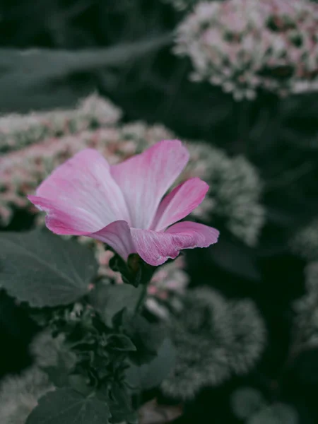 Ροζ Κώνο Αγριολούλουδου Ανάμεσα Στα Φύλλα — Φωτογραφία Αρχείου