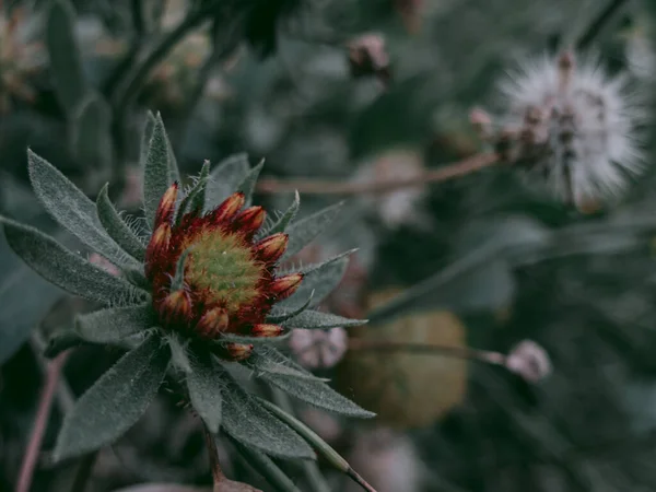 Cradle Flowers Young Buds Getting Ready Bloom — Foto Stock