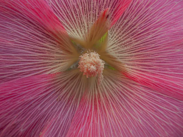 Texture Mallow Petals Seen Bud — Zdjęcie stockowe