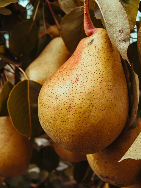 Poire Dorée Sur Une Branche Arbre — Photo