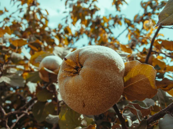 Coing Fruits Contre Ciel Bleu — Photo