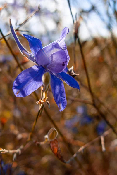 Star Blue Petals Dry Grass — Stock fotografie