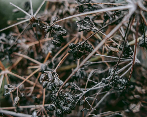 Dry Seed Collection Preparation Next Season — Foto Stock