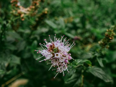 Küçük beyaz nane çiçekleri