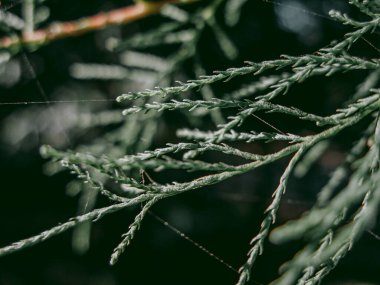 Örümcek ağı ve iğneler