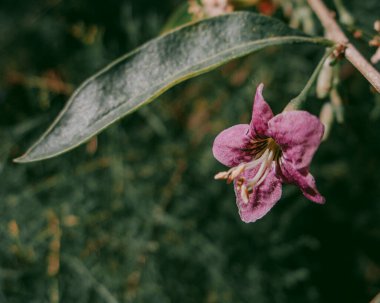 Bir dalda küçük pembe bir çiçek