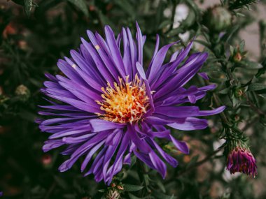 Sıcak bir sonbahar akşamında kara çiçek.