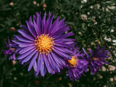 Güzel mor çiçeklerin takım yıldızı.