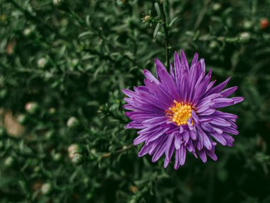 Yeşil dalların arasında parlak mor çiçek