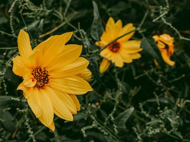 Sonbaharın başlarında narin sarı yıldız çiçekleri