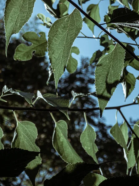 Folhas Vento — Fotografia de Stock