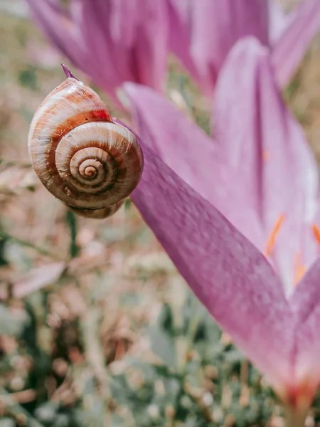 ピンクのクロッカスの芽にカタツムリ — ストック写真