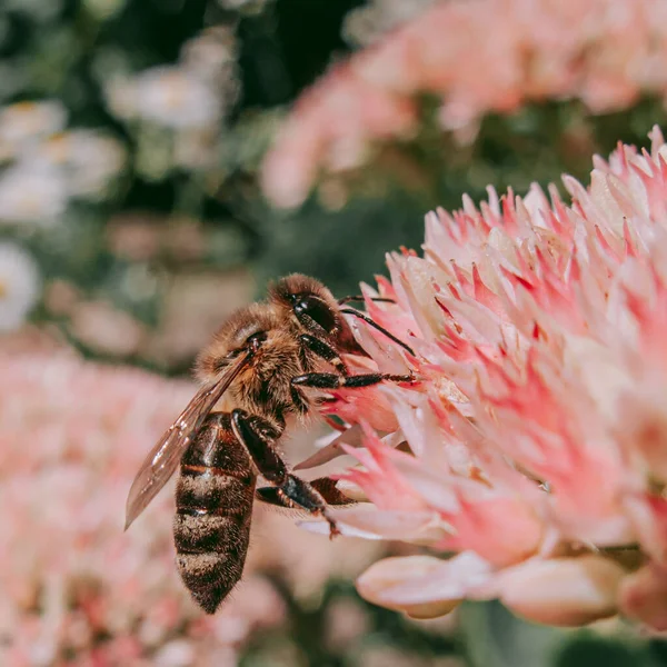 Пчела Ранней Весной Цветущем Кусте — стоковое фото