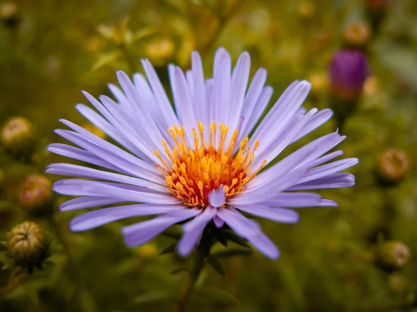 Blue Oak Bud Flower Bed — Stock Photo, Image