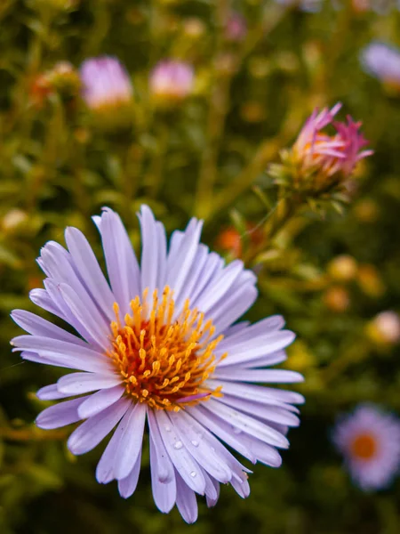 Mavi yapraklara çiy damlaları düşer
