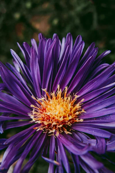 Petals Rays Purple Star — Stock Photo, Image