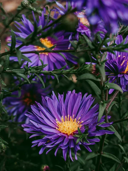 Autumn Harmony Purple Oaks Flower Bed — Stock Photo, Image
