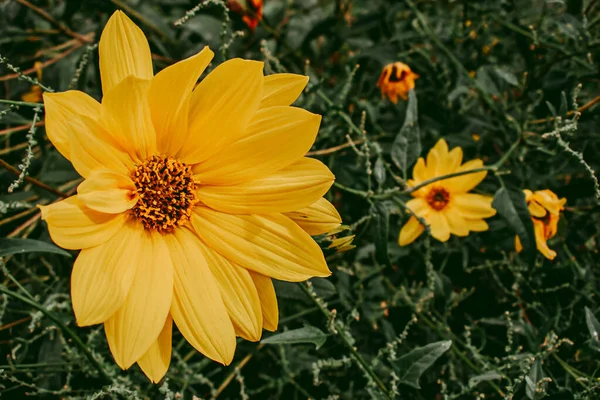 Gelber Streifen Mehrere Blumen Einer Reihe — Stockfoto