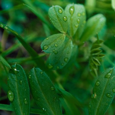 Genç bitkiler yağmur damlalarıyla kaplı.