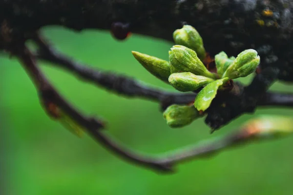 Young Buds Old Branch — Stock Fotó