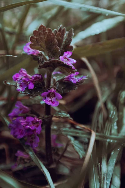 Amazing Purple Flowers Hid Grass — Stock Photo, Image