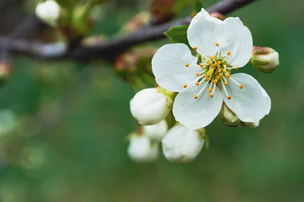 White Flower Bloomed Branch Tree — Stok fotoğraf