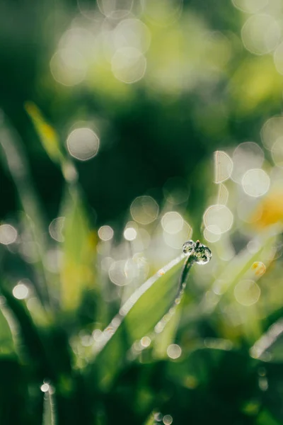 Gräset Efter Regnet Verkar Vara Beströdd Med Diamanter — Stockfoto