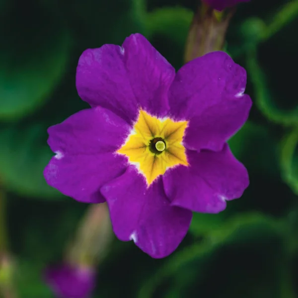 Fialová Hvězda Záhonu — Stock fotografie