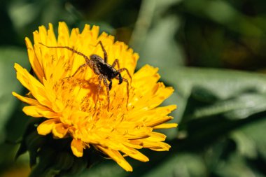 Ambush in a dandelion bud