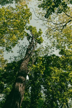 Bark texture and leaf patterns