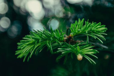 Young needles on a spring evening