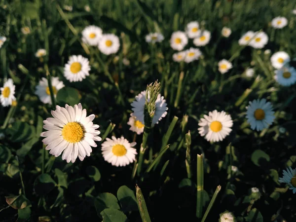 Little daisies in the meadow